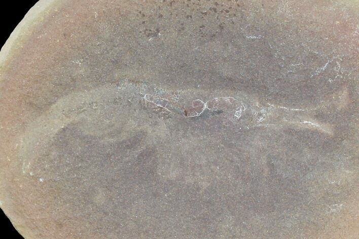 Fossil Shrimp (Lobetelson) Pos/Neg - Illinois #120958